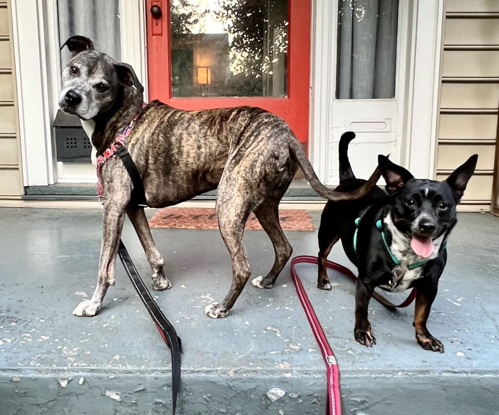 FurCations Dog walking in Louisville ky