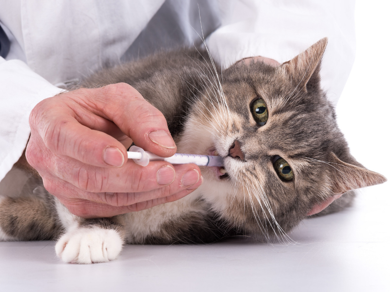 FurCations Pet Services