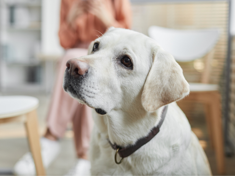 Furcations speciality pet care