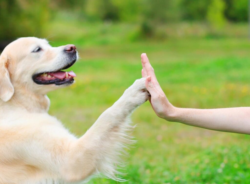 Pet Sitting in Louisville KY