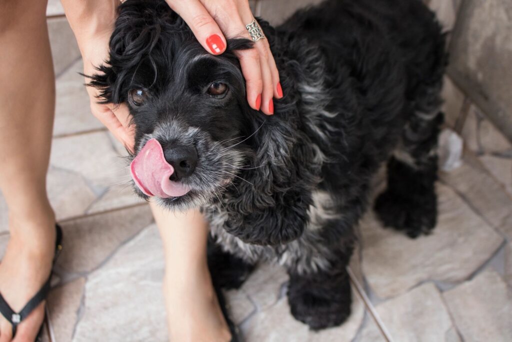 Dog Sitting by FurCations