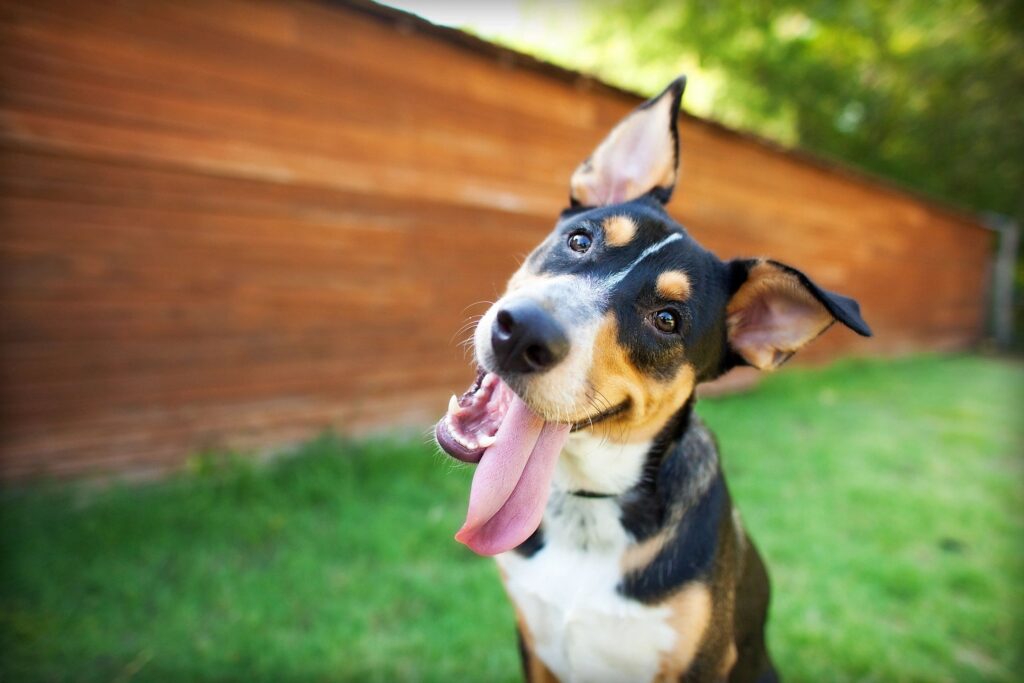 overnight pet sitting in louisville ky